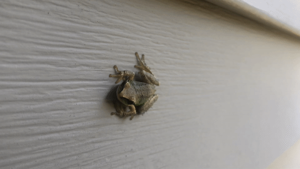 A tree frog — Manic Frog Productions mascot